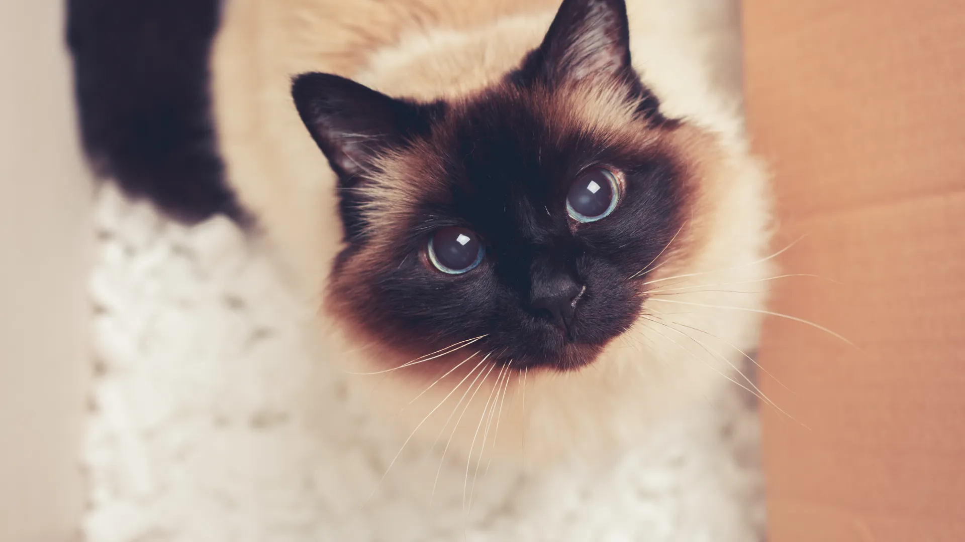 고양이 발톱관리 썸네일