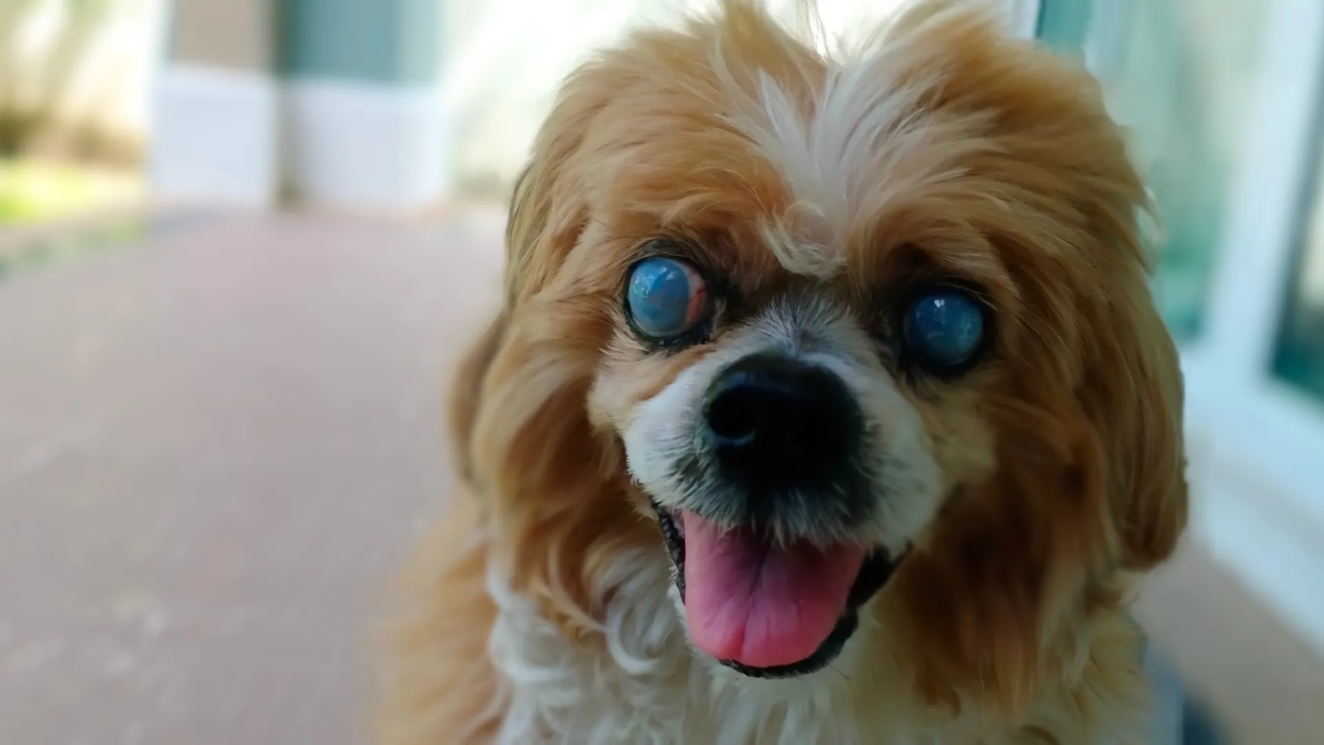 입 주변이 하얗게 샌 노령견의 모습