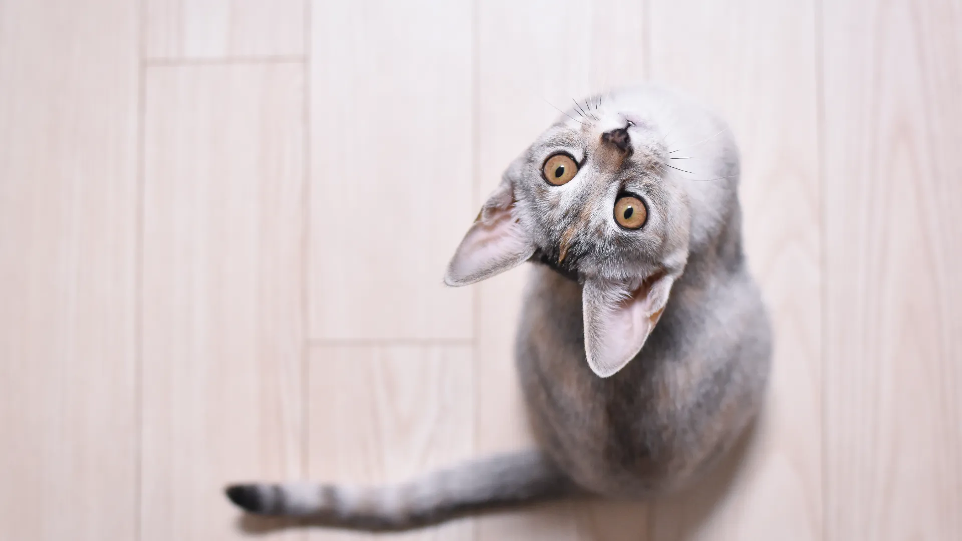 다양한 고양이 꼬리 모양과 감정 표현 일러스트